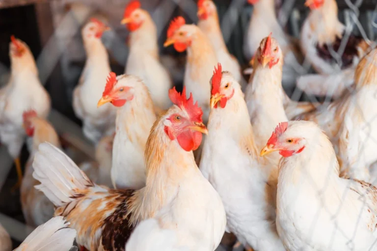 China encerra embargo após seis meses e retoma importações de frango do Brasil