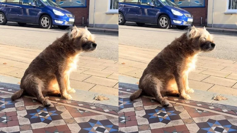 Vídeo: cão de 13 anos espera a dona falecida em calçada e comove a web