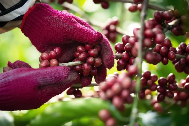 Clima em choque no café: porque o sabor brasileiro está mudando para sempre