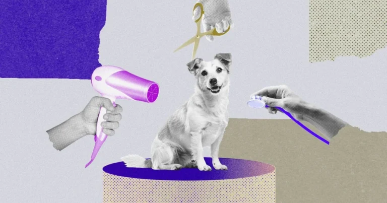 Banho, tosa e clínica: como a Petz-Cobasi usa as lojas físicas para se defender do e-commerce